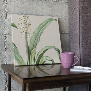 Poster Antique Aquarelle Botanique Imprimer