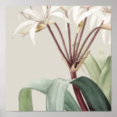 Poster Antique Aquarelle Botanique Imprimer (Devant)