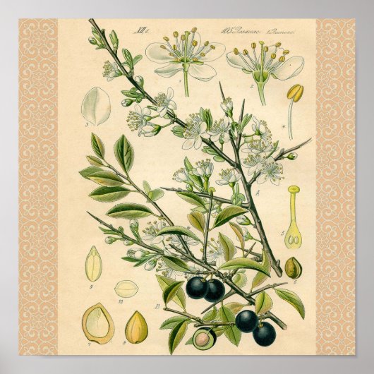 Poster Antique Blackthorn Botanique Imprimé Fleur Berry (Devant)