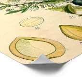 Poster Antique Blackthorn Botanique Imprimé Fleur Berry (Coin)