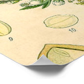 Poster Antique Blackthorn Botanique Imprimé Fleur Berry (Coin)