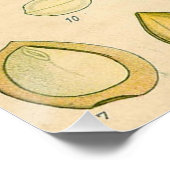 Poster Antique Blackthorn Botanique Imprimé Fleur Berry (Coin)