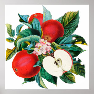 Poster Antique botanical apple fruit arrangement, apple t