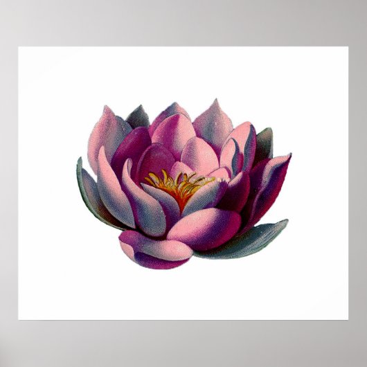 Poster Antique Botanique Pink Water Lily Lotus (Devant)