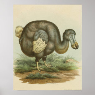 Poster Antique Dodo Bird Histoire naturelle