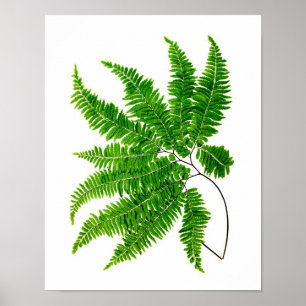 Poster Antique Fern Imprimer n° 5 Green Nature Botanical 