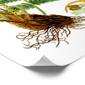 Poster Antique Fern Imprimer No 8 Green Nature Botanical (Coin)