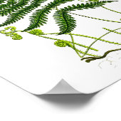 Poster Antique Fern Imprimer No 9 Green Nature Botanical (Coin)