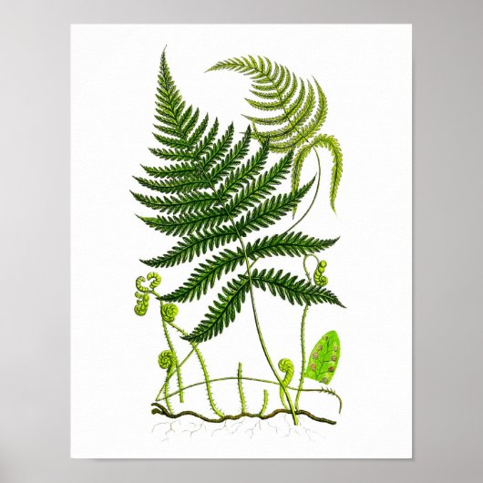 Poster Antique Fern No.9 Botanique (Devant)