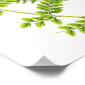 Poster Antique Fern Print No.6 Green Nature Botanical Art (Coin)