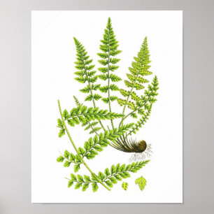 Poster Antique Fern Print No.6 Green Nature Botanical Art