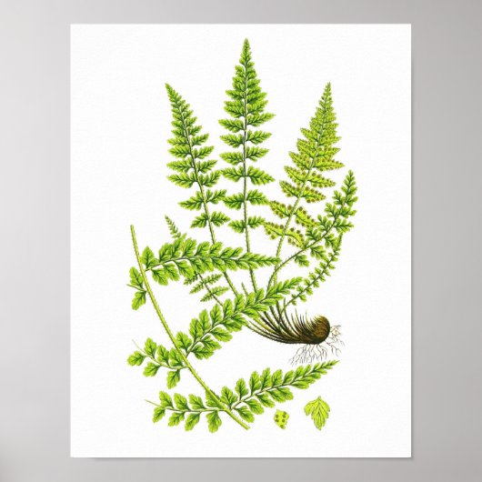 Poster Antique Fern Print No.6 Green Nature Botanical Art (Devant)