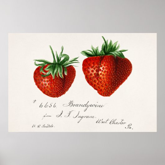 Poster Antique fraises Griscom Passmor (Devant)