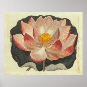 Poster Antique gravure de Lys d'Eau, Lotus Blossom