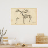 Poster Antique Marche anatomique Squelette Homme + Elk (Cuisine)