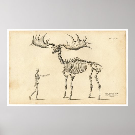 Poster Antique Marche anatomique Squelette Homme + Elk (Devant)