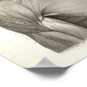 Poster Antique Médicale Imprimer Muscles Tête Cou (Coin)