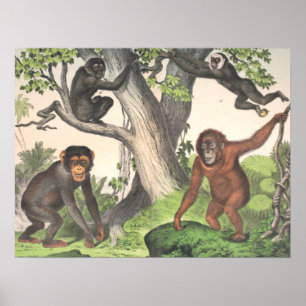 Poster Antique Monkeys Print