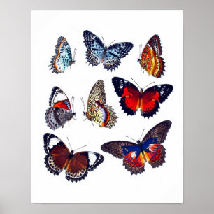 Poster Antique papillon Histoire naturelle Art Imprimer n