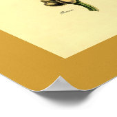 Poster Antique Plante de café Botanique Imprimer (Coin)