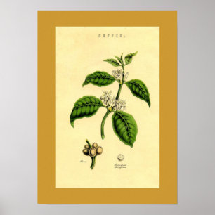 Poster Antique Plante de café Botanique Imprimer