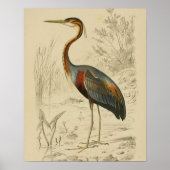 Poster Antique Purple Heron Travers Edouard Imprimer (Devant)