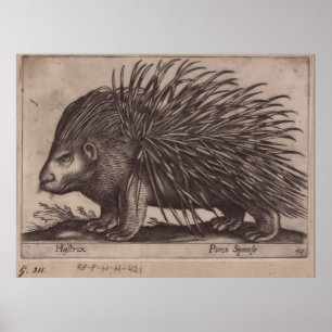 Poster Antonio Tempesta - Stekelvarken - Porco Spinoso