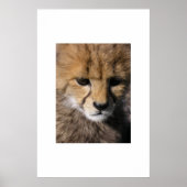 Poster Anubis (Devant)