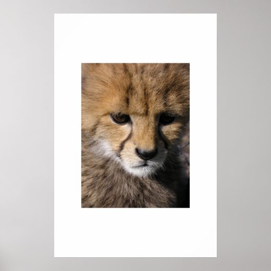 Poster Anubis (Devant)