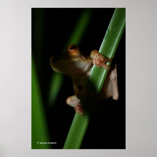 Poster Anura_2 (Devant)