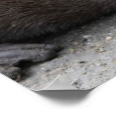 Poster Aonyx cinerea (Coin)