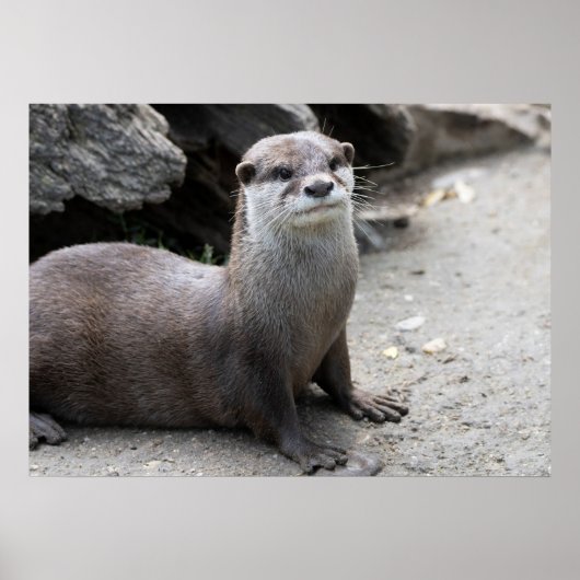Poster Aonyx cinerea (Devant)