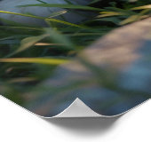 Poster *~* AP68 2:3 Chat Feline Kitten Kitty Sweet Cute (Coin)