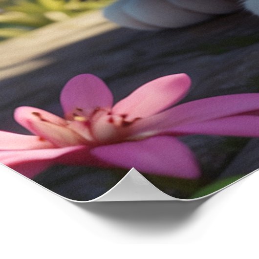 Poster *~* AP68 2:3 Chat Feline Kitten Kitty Tropical (Coin)