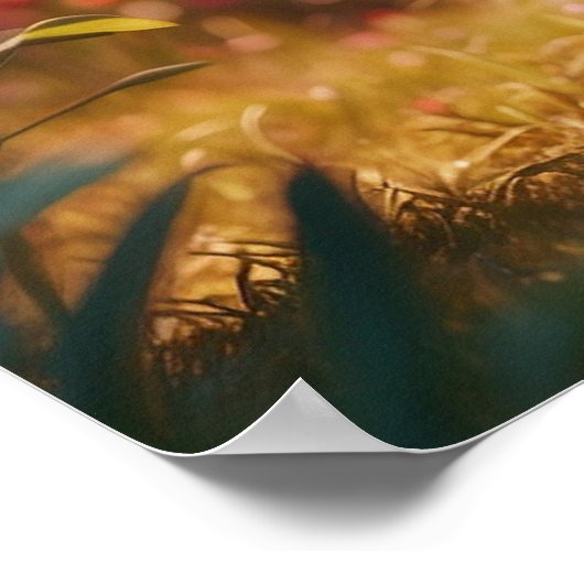 Poster *~* AP68 Kitty Chat 5:4 Kitten Blanc Cheveux longs (Coin)