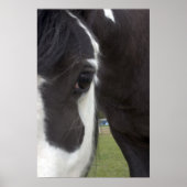 Poster Apache Gypsy Vanner Cob (Devant)