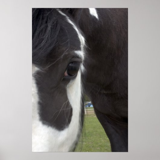 Poster Apache Gypsy Vanner Cob (Devant)