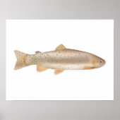 Poster Apache Trout (Devant)