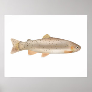 Poster Apache Trout