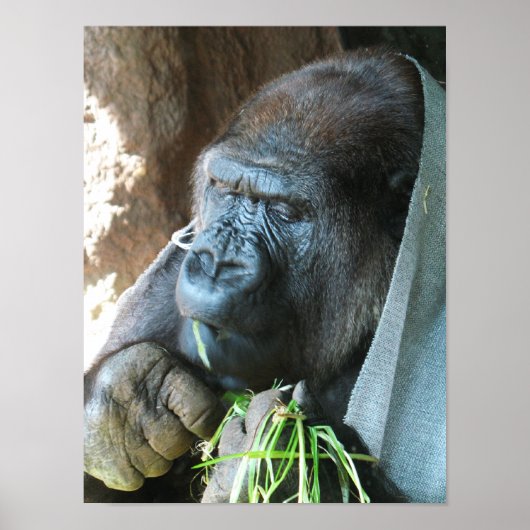 Poster Ape hood ~ Japanese Gorilla Eating (Devant)