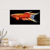 Poster Aphyosemion Australe Killifish (Cuisine)