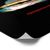 Poster Apistogrammaの 間 の ポ タ 仲  (Coin)