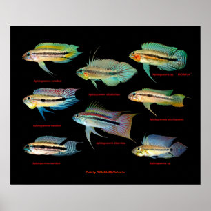 Poster Apistogrammaの 間 の ポ タ 仲