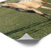 Poster Appaloosa à pied (Coin)