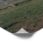 Poster Appaloosa Cheval debout (Coin)