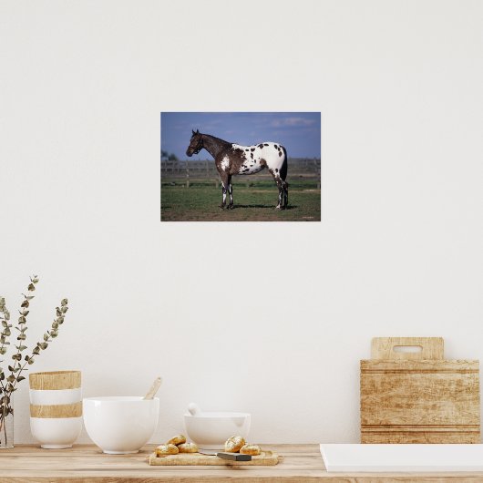 Poster Appaloosa Cheval debout (Cuisine)