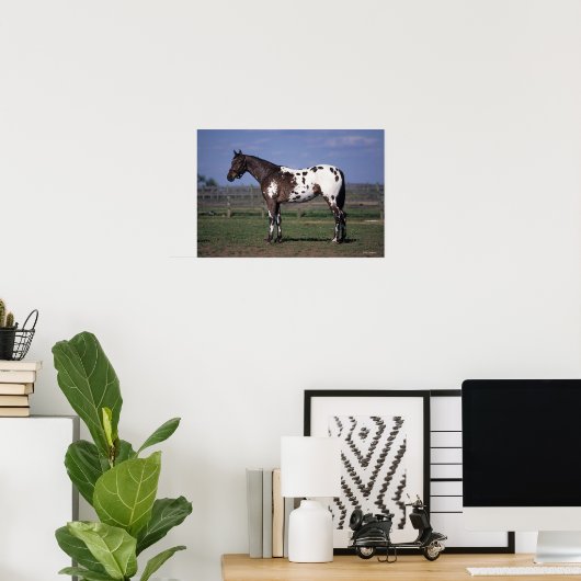 Poster Appaloosa Cheval debout (Bureau à domicile)