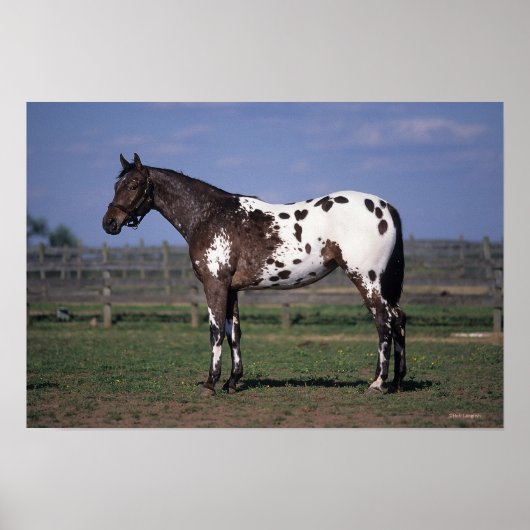 Poster Appaloosa Cheval debout (Devant)