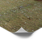 Poster Appaloosa Cheval debout dans l'herbe (Coin)