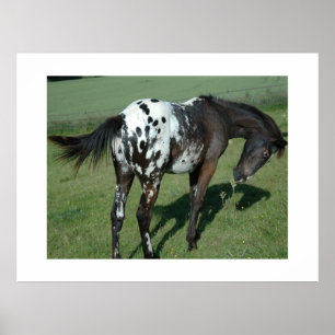 Poster Appaloosa Horse
